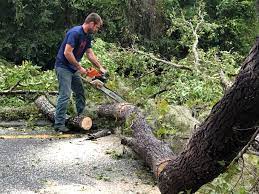 Trusted Roxboro, NC Tree Removal Services Experts